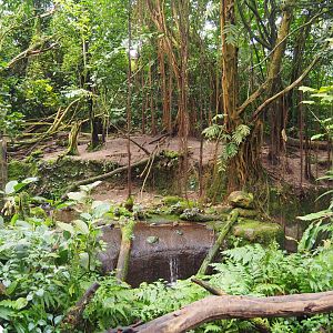 Asian Small-clawed Otter Exhibit