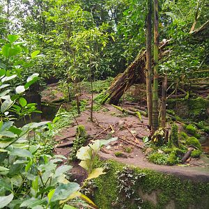 Asian Small-clawed Otter Exhibit