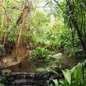 Broad-snouted Caiman Exhibit