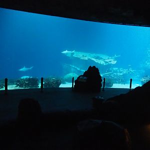 "Ocean" Tank