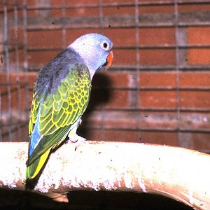 Blue-rumped parrot - male