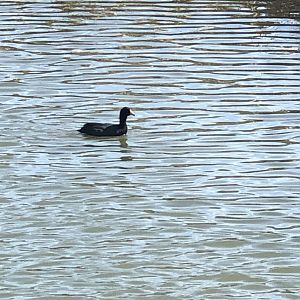 American Coot