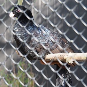 Crestless curassow (Mitu tomentosum), 2021-02-23