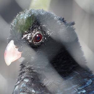 Crestless curassow (Mitu tomentosum), 2021-02-23