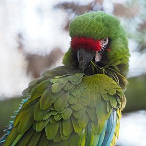 Mexican military macaw (Ara militaris mexicana), 2021-02-23