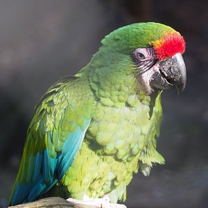 Mexican military macaw (Ara militaris mexicana), 2021-02-23