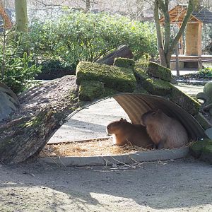 Capybara shelter, 2021-02-23