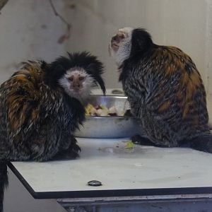 Geoffroy's marmosets (Callithrix geoffroyi), 2021-02-23
