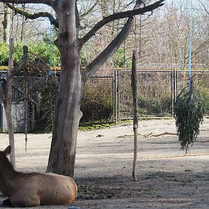 Used Christmas trees as enrichment for the bisons and wapitis, 2021-02-23