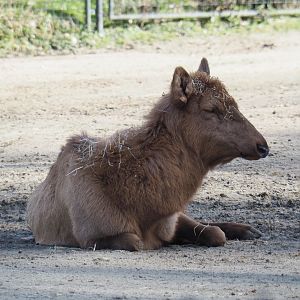 Rocky Mountain wapiti (Cervus canadensis nelsoni), 2021-02-23