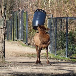 Rocky Mountain wapiti (Cervus canadensis nelsoni) with enrichment feeding barrel, 2021-02-23