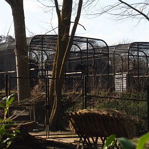 Behind-the-scenes Cinereous vulture breeding aviaries, 2021-02-23
