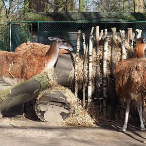 Feeding guanacoes (Lama guanicoe), 2021-02-23