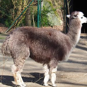 Grey alpaca (Vicugna pacos), 2021-02-23