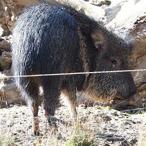 Chacoan peccary (Catagonus wagneri), 2021-02-23