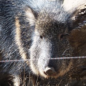 Chacoan peccary (Catagonus wagneri), 2021-02-23