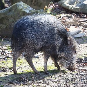 Juvenile Chacoan peccary (Catagonus wagneri), 2021-02-23