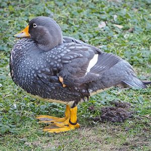 Magellanic flightless steamer duck (Tachyeres pteneres), 2021-02-23