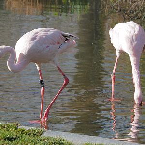 Lesser flamingo (Phoeniconaias minor), 2021-02-23