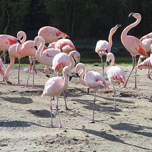 Chilean flamingos (Phoenicopterus chilensis), 2021-02-23