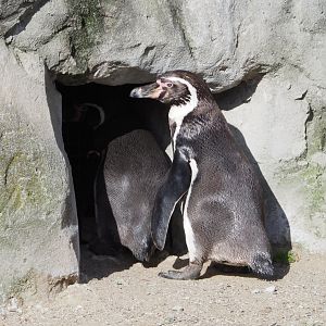 Humboldt penguins (Spheniscus humboldti) going into nesting cavity, 2021-02-23