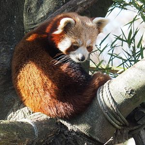 Nepalese Red panda (Ailurus fulgens), 2021-02-23
