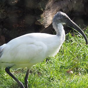Black-headed ibis (Threskiornis melanocephalus), 2021-02-23