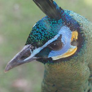 Green peafowl (Pavo muticus), 2021-02-23