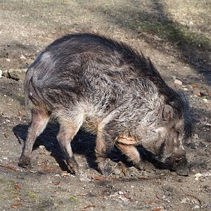 Negros Visayan warty pig (Sus cebifrons negrinus), 2021-02-23