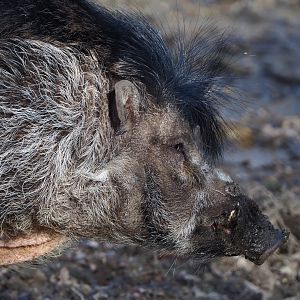 Negros Visayan warty pig (Sus cebifrons negrinus), 2021-02-23