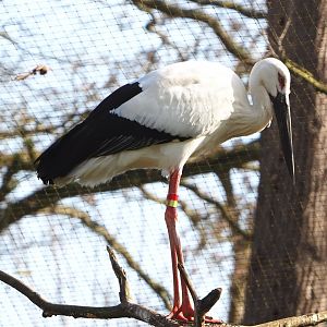 Oriental white stork (Ciconia boyciana), 2021-02-23