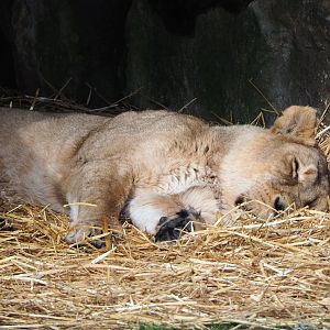 Sleeping Asiatic lioness (Panthera leo persica), 2021-02-23