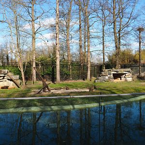 Asiatic lion exhibit, 2021-02-23