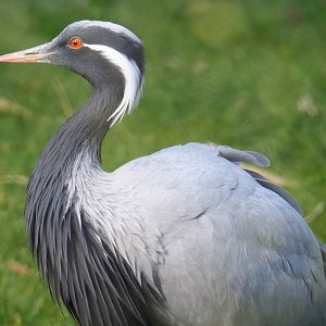 Demoiselle crane (Anthropoides virgo), 2021-02-23