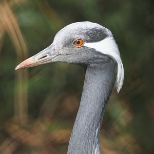 Demoiselle crane (Anthropoides virgo), 2021-02-23