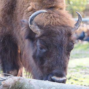 Wisent (Bison bonasus), 2021-02-23