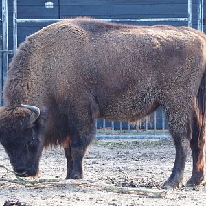 Wisent (Bison bonasus), 2021-02-23