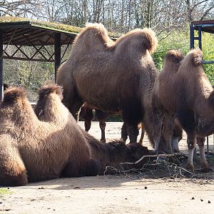 Bactrian camels (Camelus bactrianus), 2021-02-23