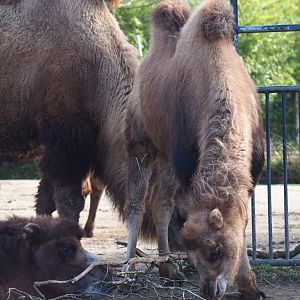 Juvenile Bactrian camel (Camelus bactrianus), 2021-02-23