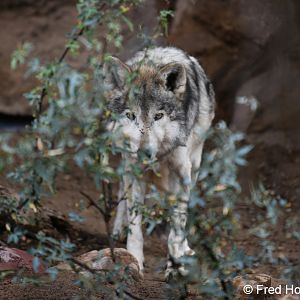 Mexican wolf