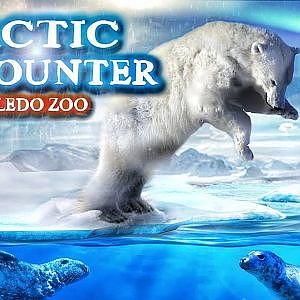 The Arctic Encounter | Zoo Tours