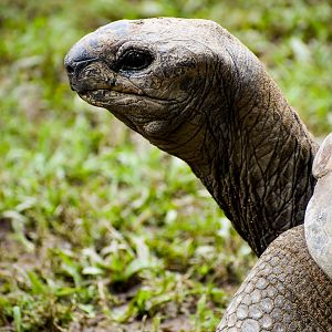 Aldabra Giant Tortoise (Aldabrachelys gigantea)