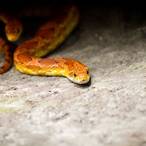 Corn Snake (Pantherophis guttatus)