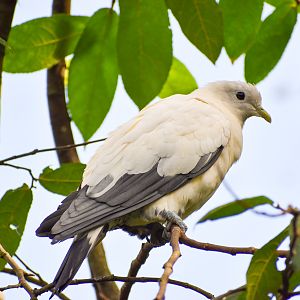Torresian Imperial Pigeon (Ducula spilorrhoa)