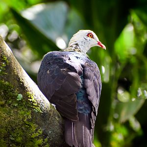 White-headed Pigeon (Columba leucomela)