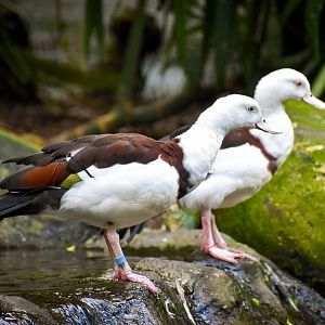 Radjah Shelduck (Radjah radjah)
