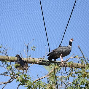 Northern screamer (Chauna chavaria) and horned screamer (Anhima cornuta)