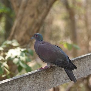 Pale-vented pigeon (Patagioenas cayennensis)
