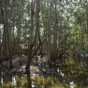 Jabiru stork (Jabiru mycteria) enclosure