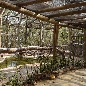 King vulture (Sarcoramphus papa) aviary